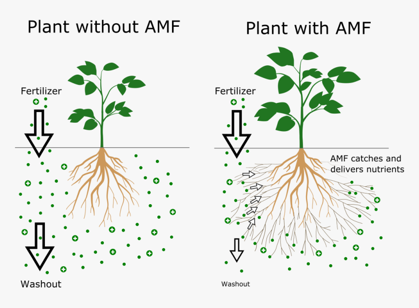 This Symbiosis Is Nature´s Solution For Scarce Nutrients - Mykorrhiza Symbiose, HD Png Download, Free Download