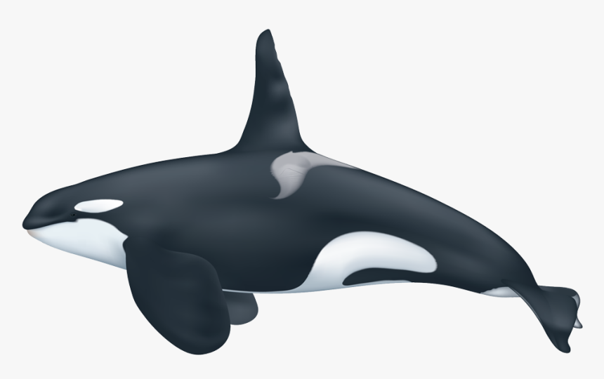 Scarce Picture Of A Killer Whale Orca - Killer Whale, HD Png Download, Free Download