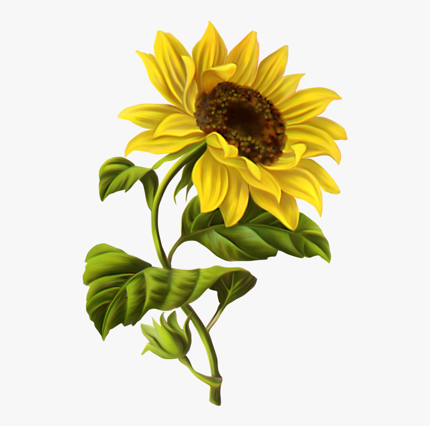 Cosas Para Photoscape Im U00c1genes Para Photoscape - Sunflower Drawing Transparent Background, HD Png Download, Free Download