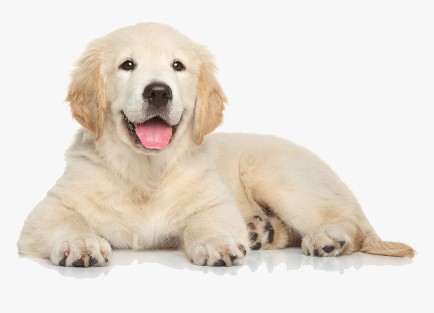 Golden Retriever Puppy Png File, Transparent Png, Free Download