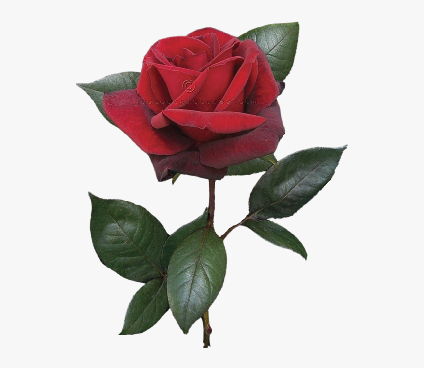 Single Red Rose Bud, HD Png Download, Free Download