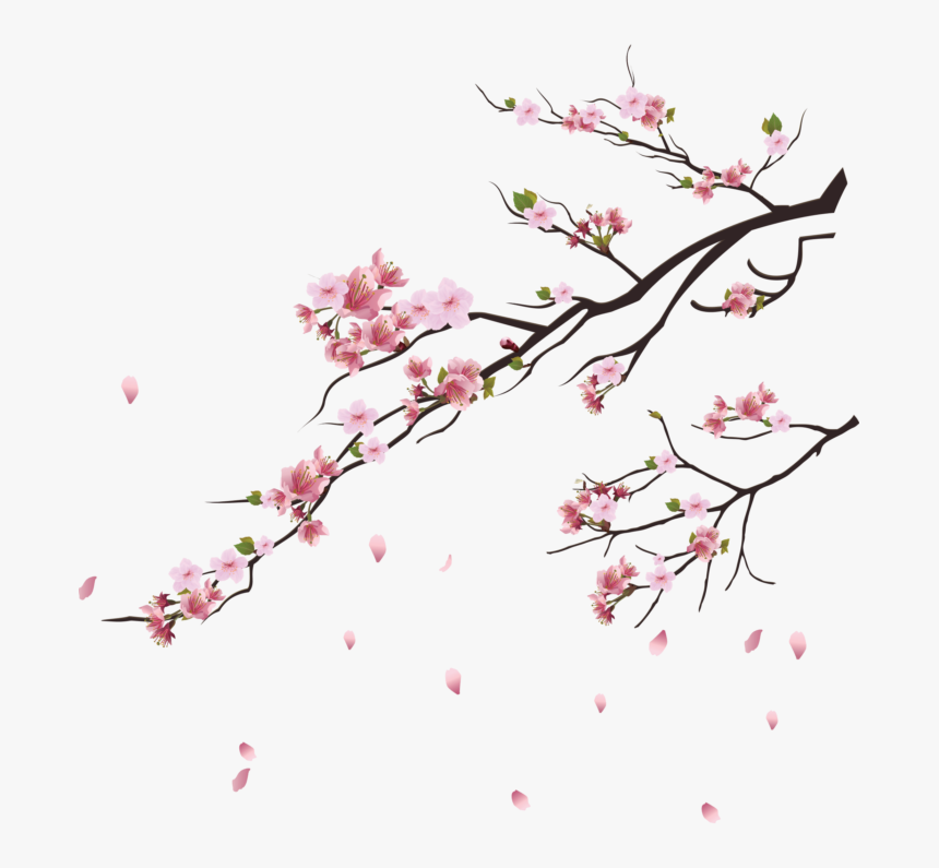 Falling Flowers, Petal Png Image Free Download Searchpng - Cherry Blossom Tree Png, Transparent Png, Free Download