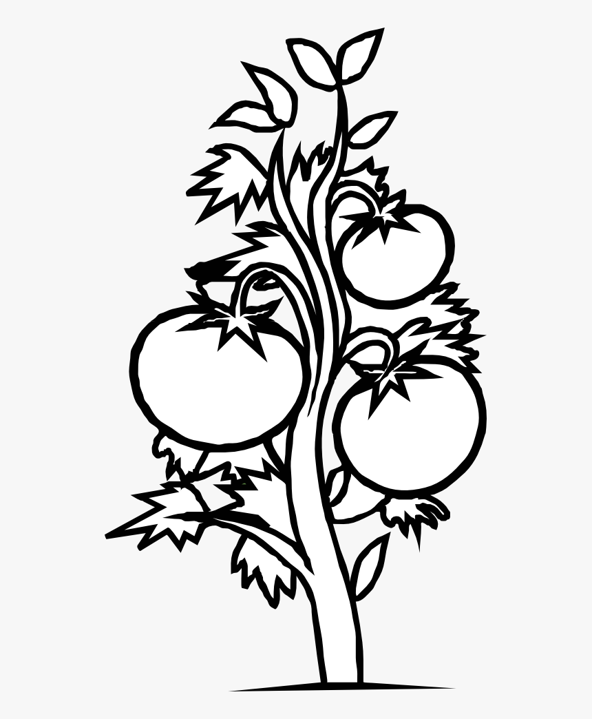 Tree Black And White Black Children Art Free Download - Tomato Plant Coloring Page, HD Png Download, Free Download