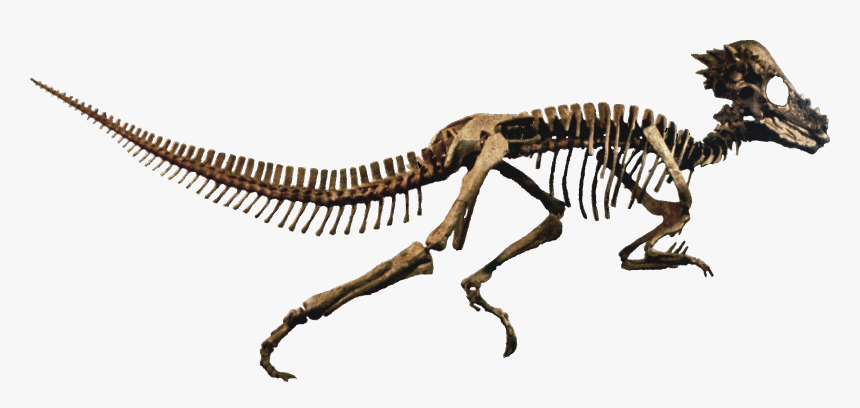 Dinosaur Fossils Png - Dinosaur Bones Png, Transparent Png, Free Download