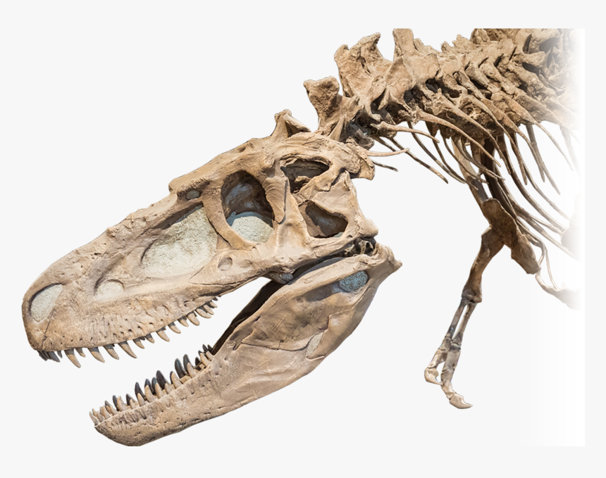 No Alt Exists For This Image - Dinosaur Bones Transparent Background, HD Png Download, Free Download