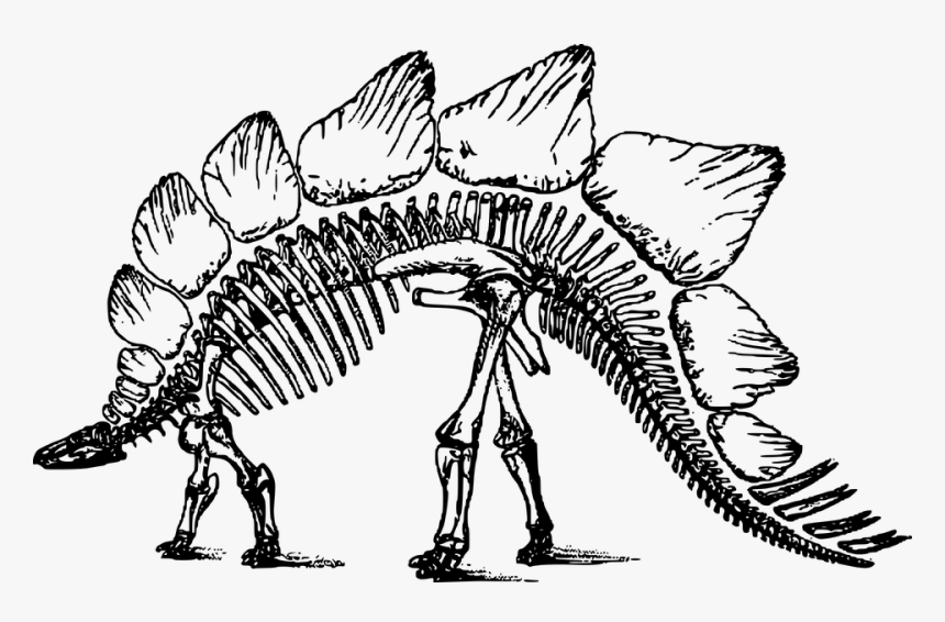 Bone, Dinosaur, Skeleton, Stegosaurus - Clipart Dinosaur Skeleton, HD Png Download, Free Download