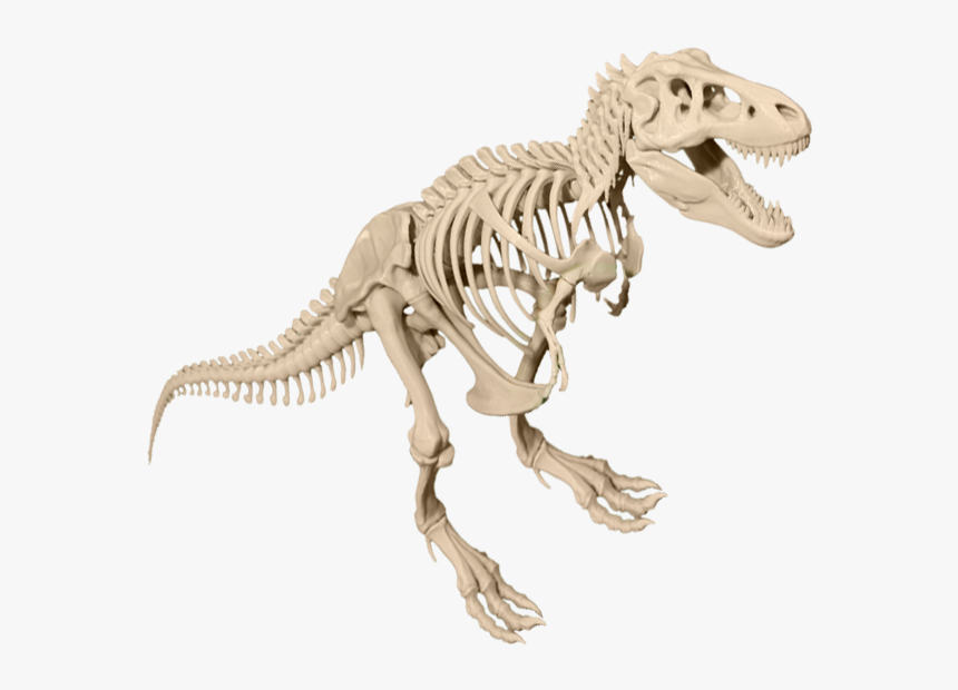 Dinosaur Bones Transparent Background, HD Png Download, Free Download