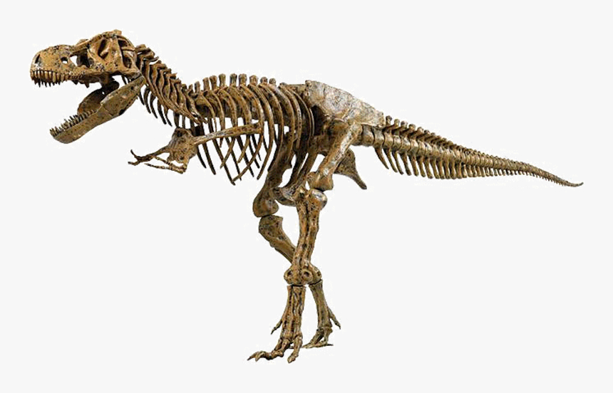 Cg2873 - T Rex Dinosaur Fossil, HD Png Download, Free Download