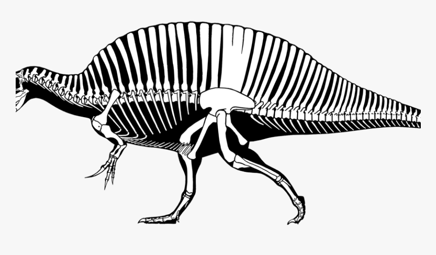 Swamp Clipart Dinosaur - Sarcosuchus Compared To Human, HD Png Download, Free Download