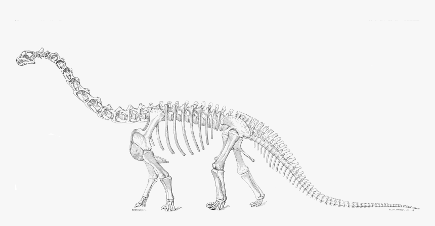 Camarasaurus Skeleton, HD Png Download, Free Download