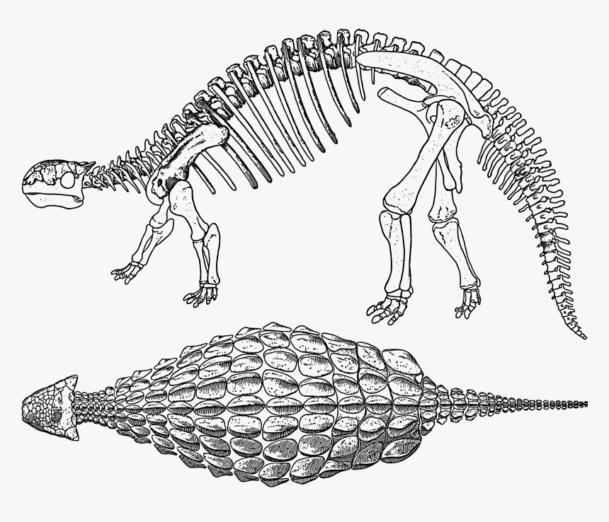 Ankylosaurus Skeleton Bones Clip Arts - Ankylosaurus Skeleton Clipart, HD Png Download, Free Download