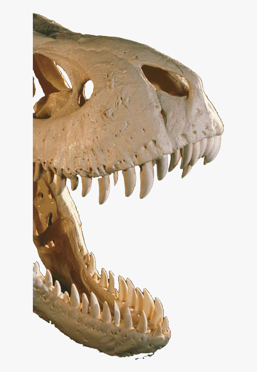 Dinosaur Bones Png, Transparent Png, Free Download