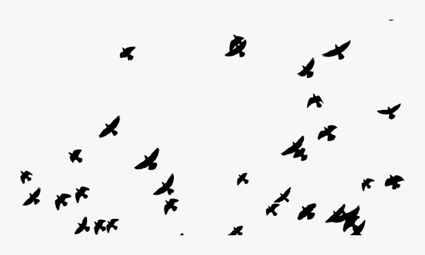 Silhouette Pigeon Png, Transparent Png, Free Download