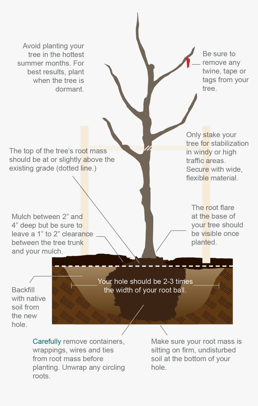 Transparent Tree From Above Png - Tree, Png Download, Free Download