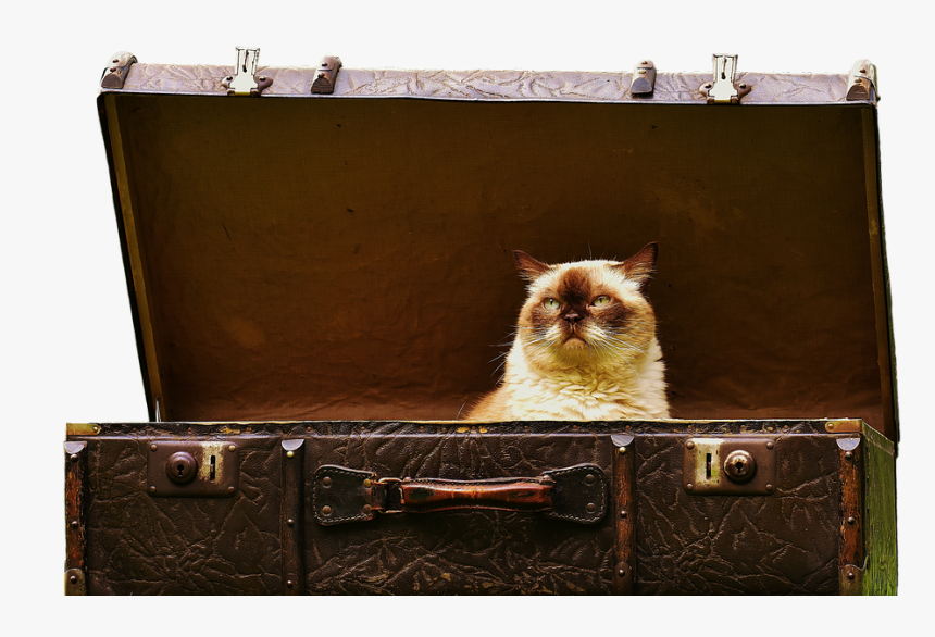 Luggage, Antique, British Shorthair, Cat, Cute, Funny - Cat, HD Png Download, Free Download