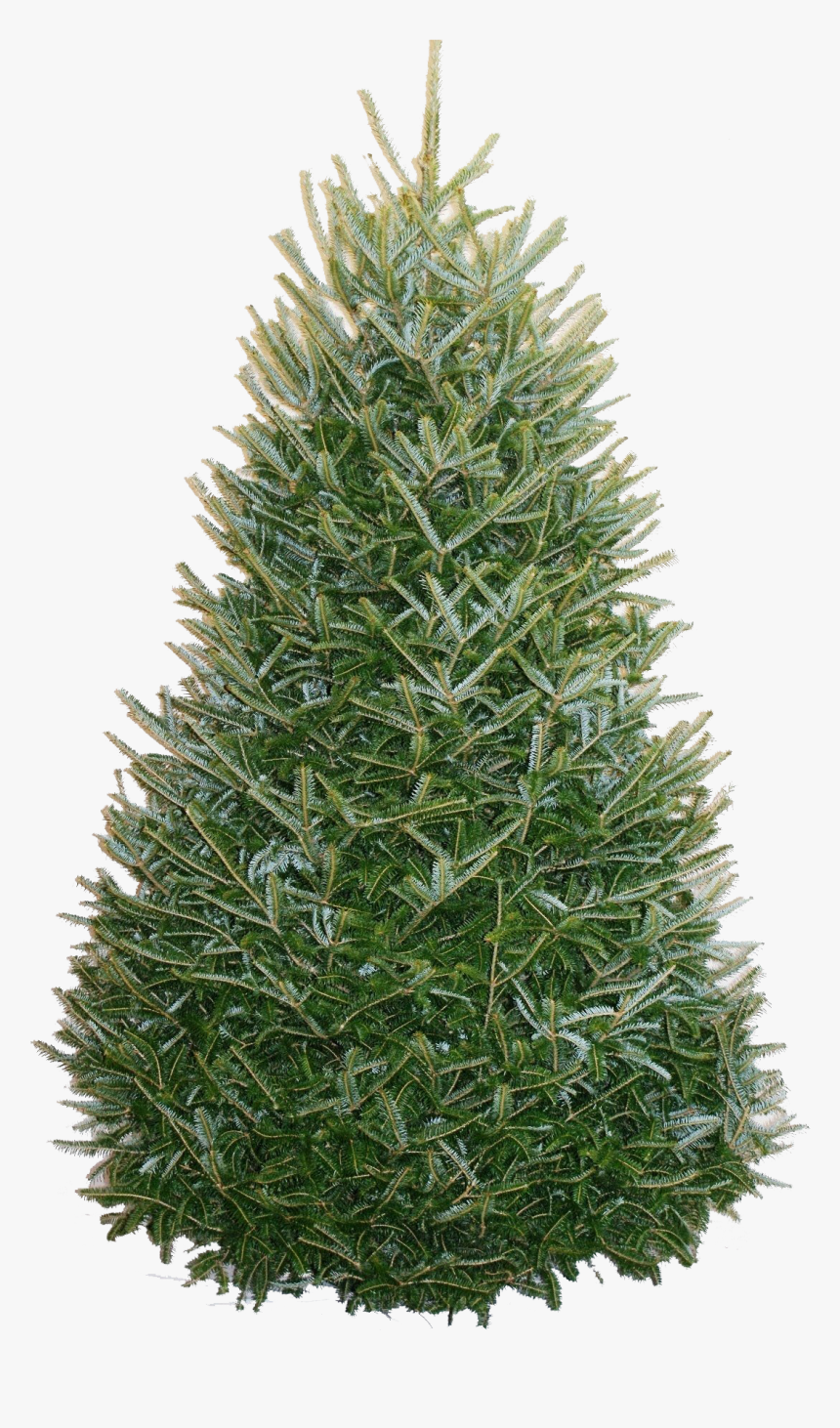 Image Of - Fraser Fir Tree, HD Png Download, Free Download