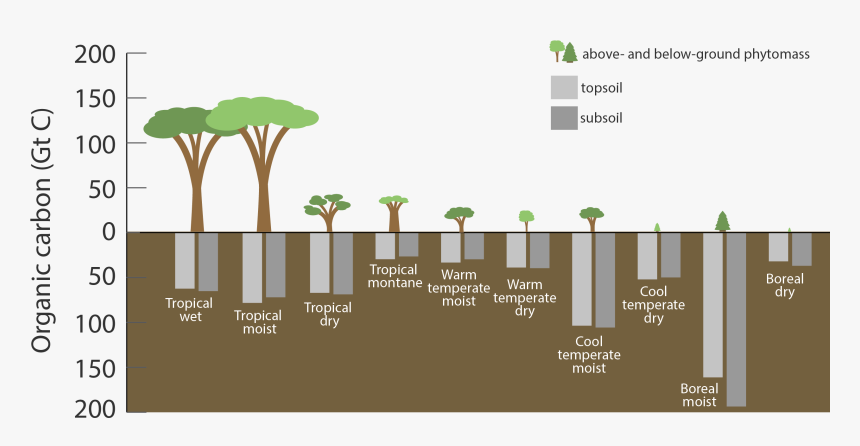 Carbon Stored In Ecosystems, Shown In Gigatons - Ecosystems Transparent Background, HD Png Download, Free Download