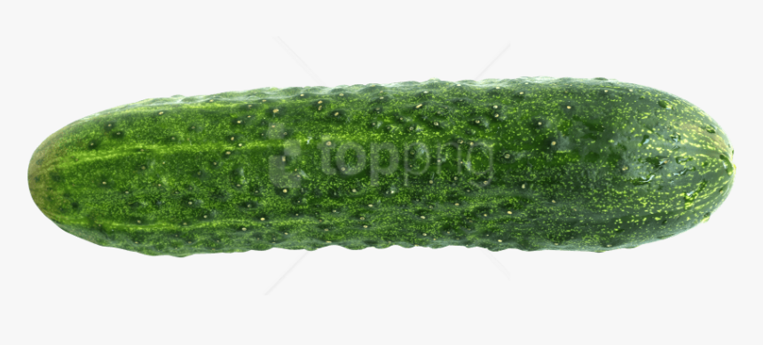 Cucumber Png Png, Transparent Png, Free Download