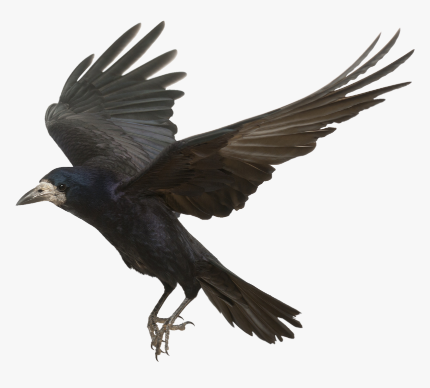 Rook Common Raven Bird Carrion Crow Flight - Flying Crow Png, Transparent Png, Free Download