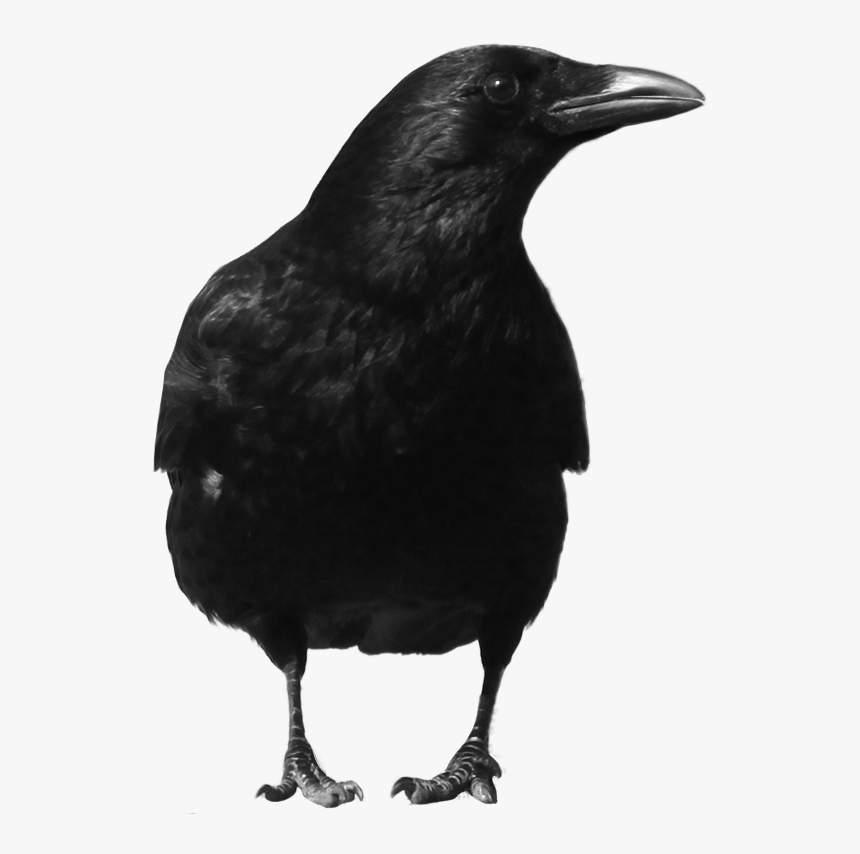 Crow Large Front Clip Arts - Crow Png, Transparent Png, Free Download