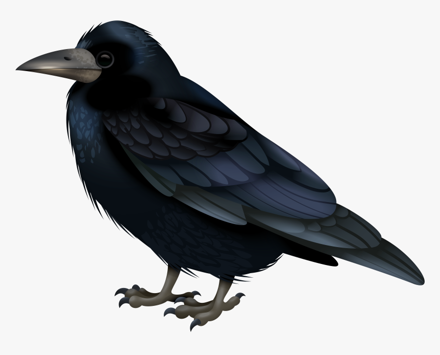 Black Crow Transparent Image, HD Png Download, Free Download