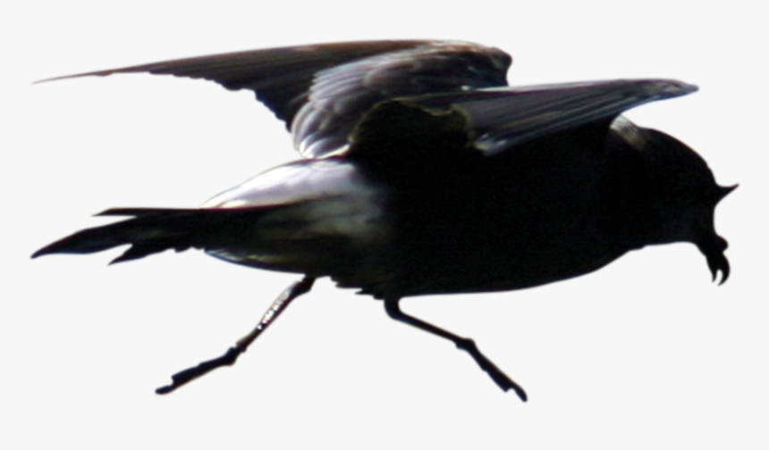 Fish Crow, HD Png Download, Free Download