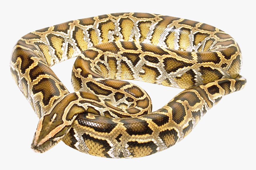 Snake Png Transparent Image - Burmese Python No Background, Png Download, Free Download