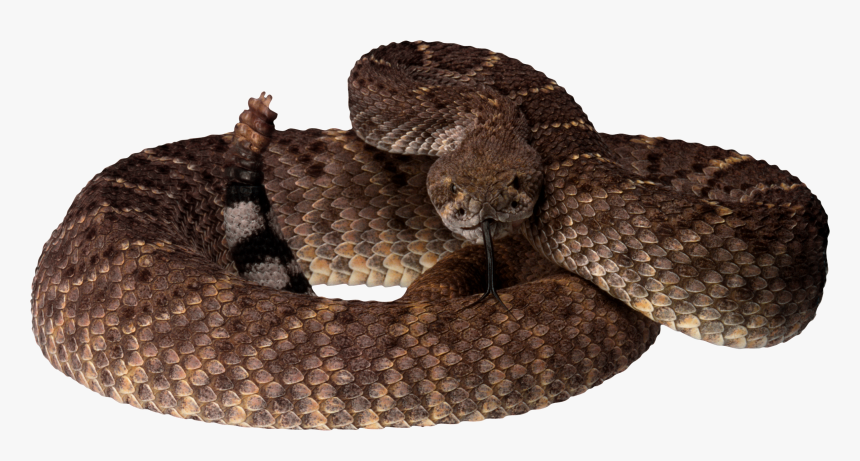 Western Diamondback Rattlesnake Png, Transparent Png, Free Download
