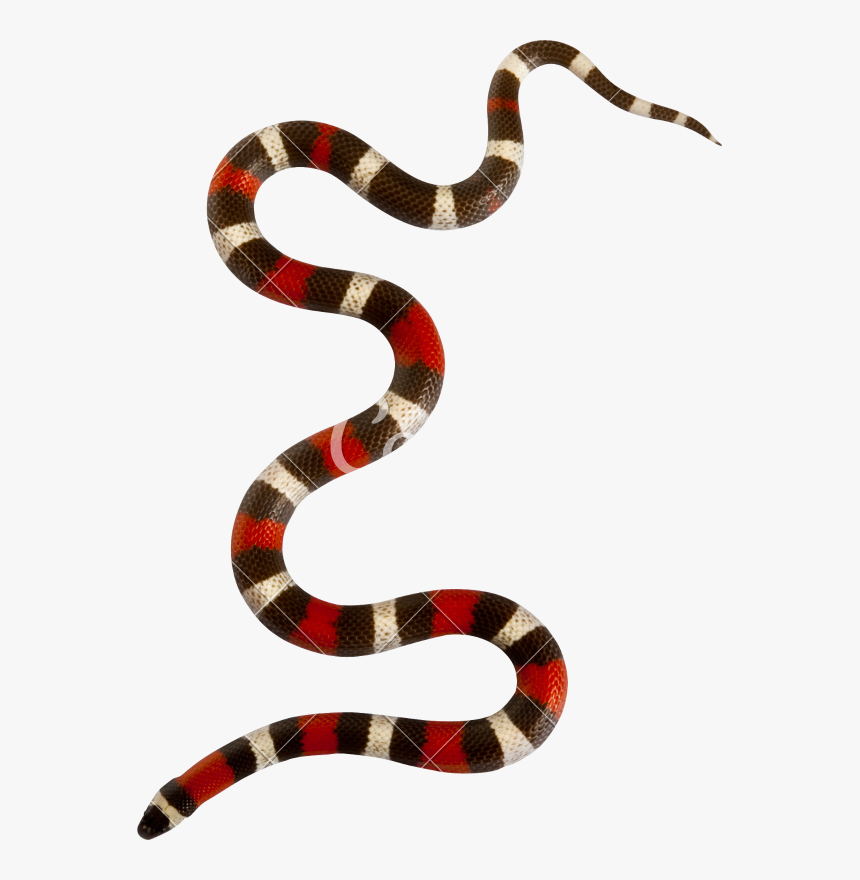 Milk Snake Png - Transparent Background Snake Png, Png Download, Free Download