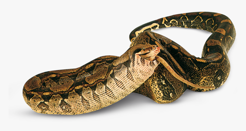 Snake - الزواحف, HD Png Download, Free Download