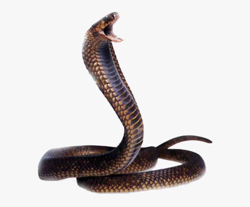 Snake Png Free Download - Snake Png Hd, Transparent Png, Free Download