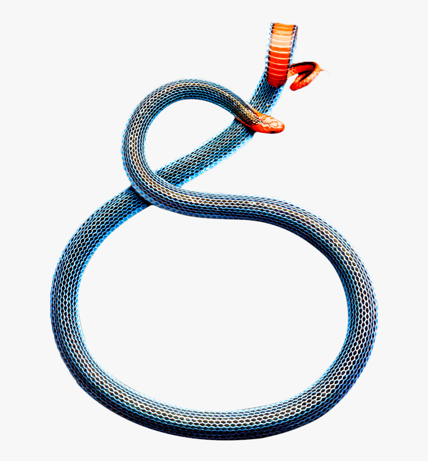 Snake, HD Png Download, Free Download