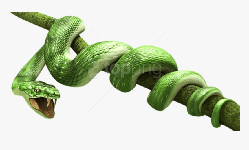 Free Png Download Green Snake Png Images Background - Green Snake Png, Transparent Png, Free Download