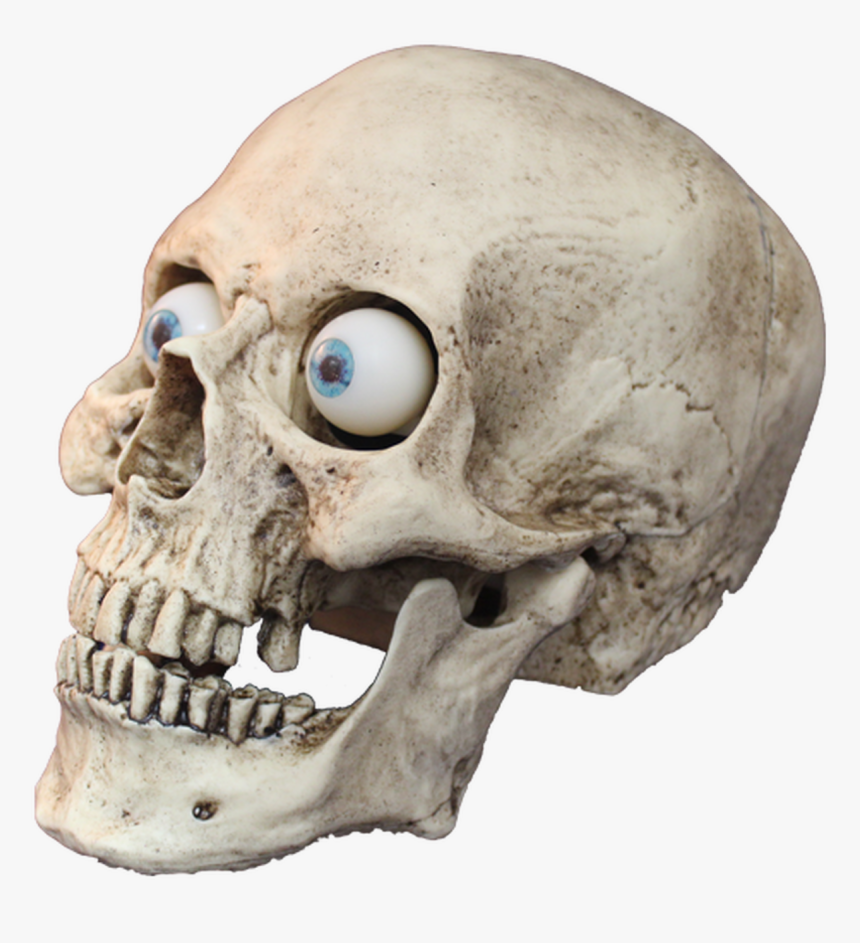 Standard Talking Skull - Skull, HD Png Download, Free Download