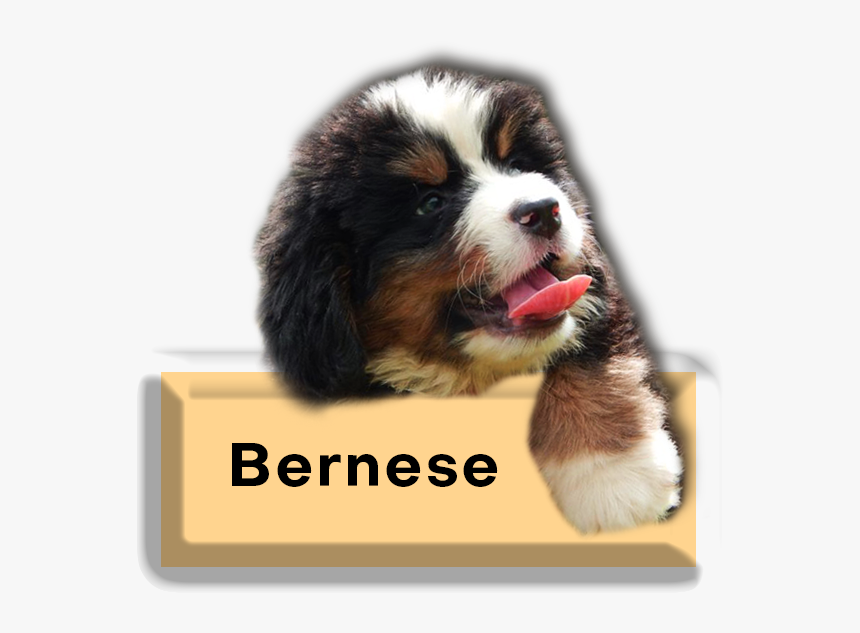 Bernies Pups Img - Bernese Mountain Dog, HD Png Download, Free Download