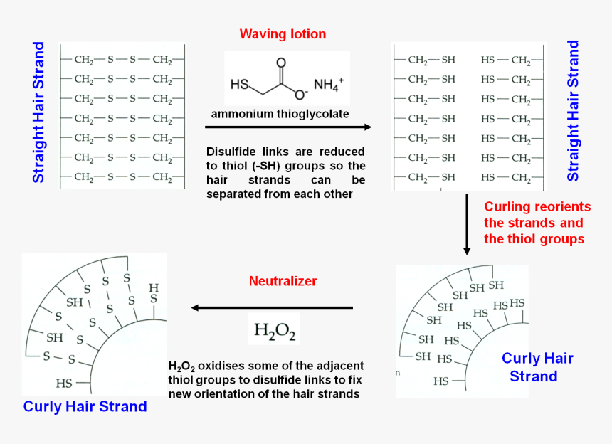 Diagram, HD Png Download, Free Download