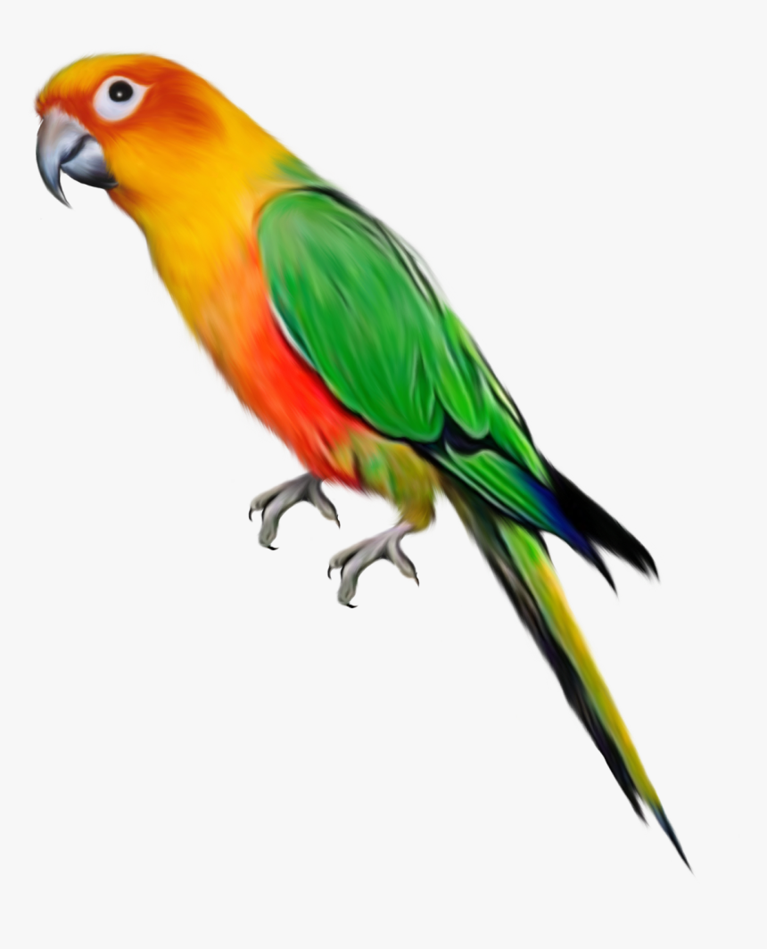 Vector Parrot Macaw Bird - Parrot Png, Transparent Png, Free Download