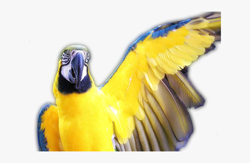 Parrot Holding Wings Out, HD Png Download, Free Download
