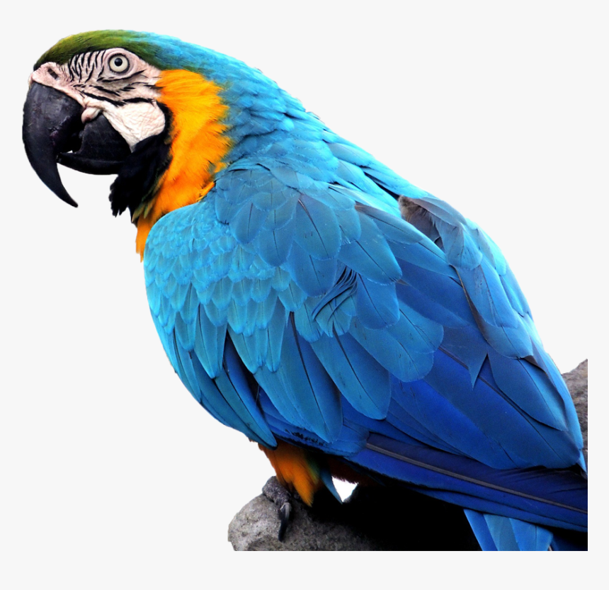 Macaw On Branch - Macaw, HD Png Download, Free Download