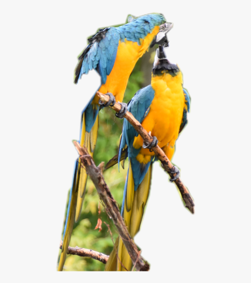 Parrot Clipart Parrott - Macaw, HD Png Download, Free Download
