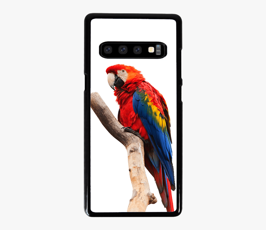 Macaw Cell Phone Case - Macaw Parrot White Background, HD Png Download, Free Download