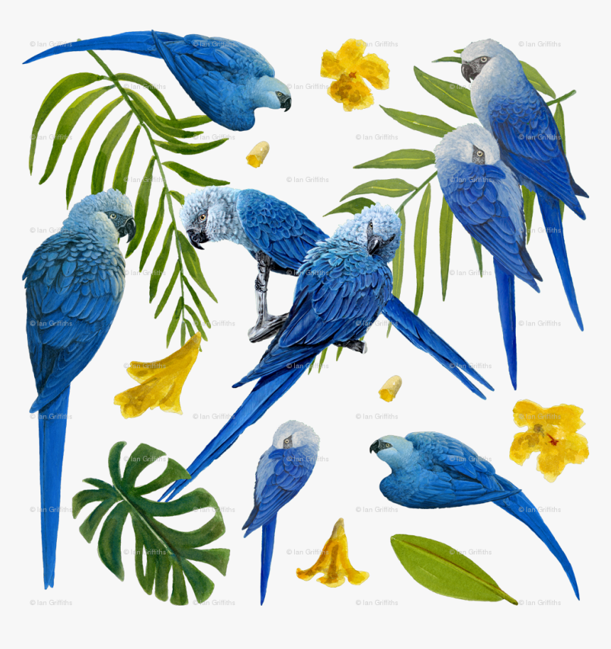 Spix's Macaw, HD Png Download, Free Download