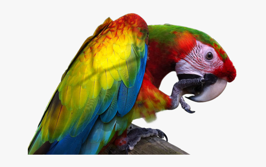 Macaw Png Image With Transparent Background - Verdi Macaw, Png Download, Free Download