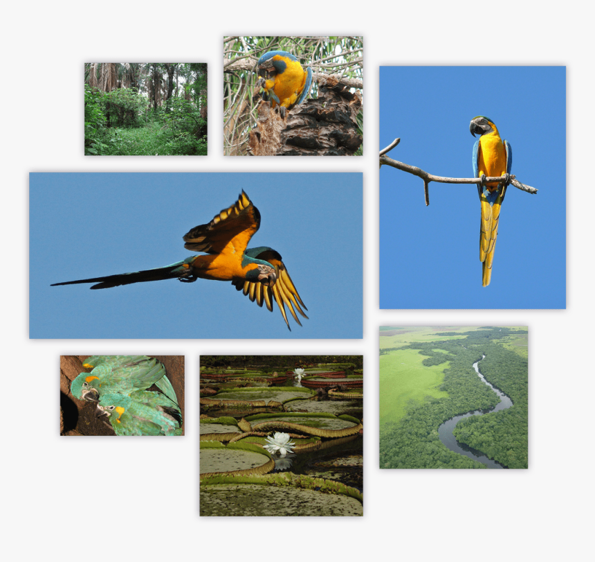 Blue Throated Macaw Summary - Macaw, HD Png Download, Free Download