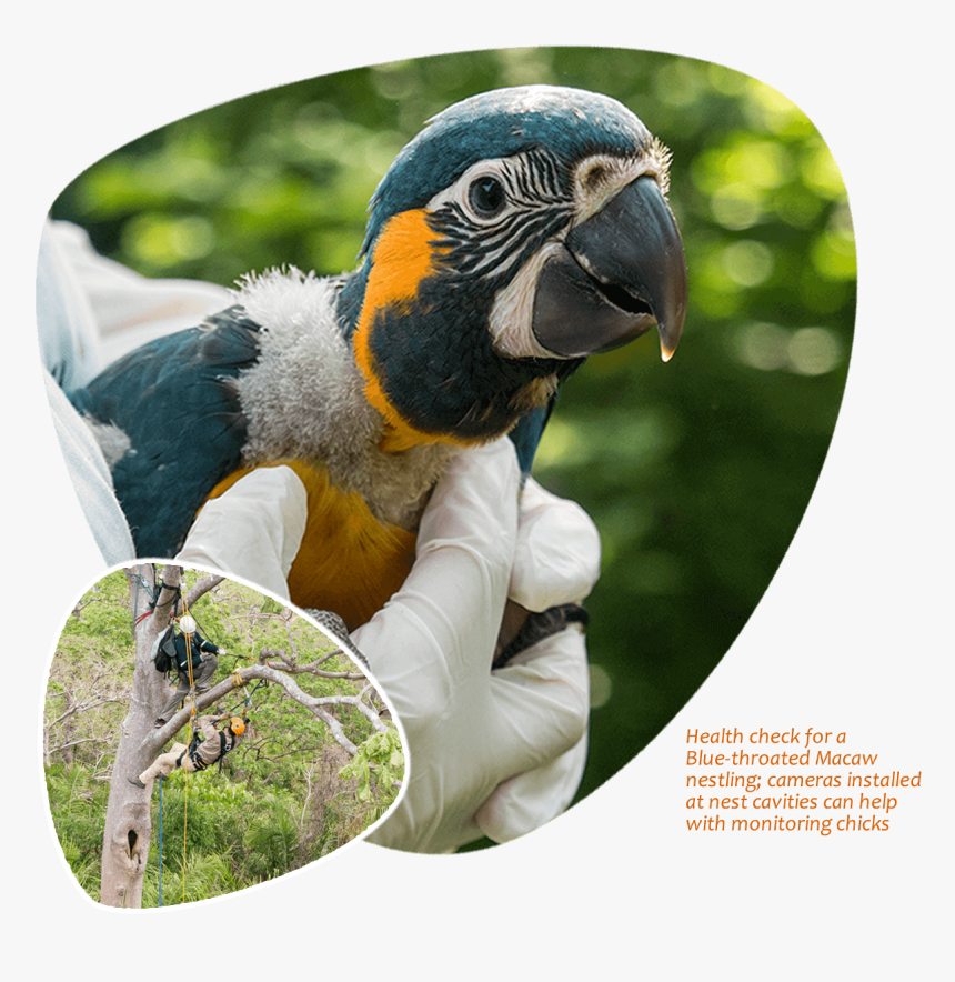Blue-throated Macaw Chick, Camera Surveillance - Macaw, HD Png Download, Free Download