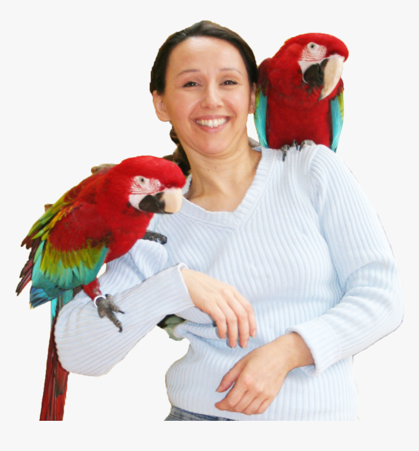 Tbs Header Ann 2 Aras - Macaw, HD Png Download, Free Download