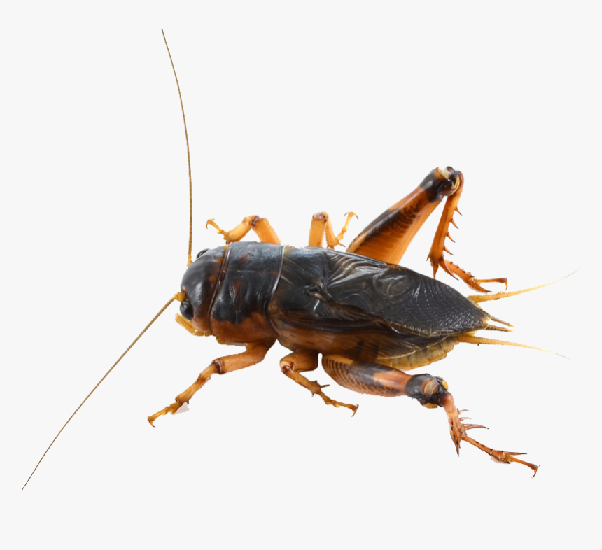 Cricket Insect Png - Cricket Bug Png Transparent, Png Download, Free Download