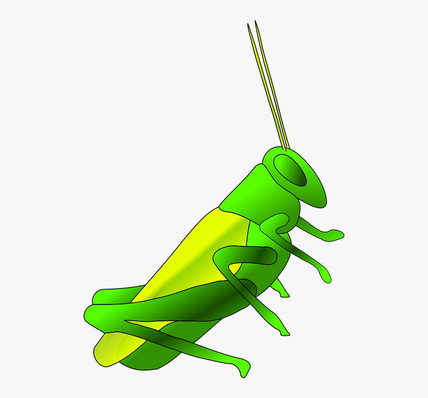 Cricket, Long, Green, Blue, Antennas, Insect, Animal - Grasshopper Clip Art, HD Png Download, Free Download