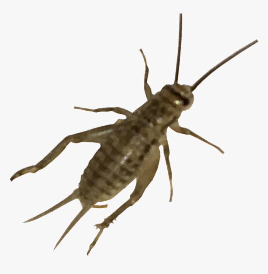 Cricket Insect Png - Banded Crickets Vs House Cricket, Transparent Png, Free Download