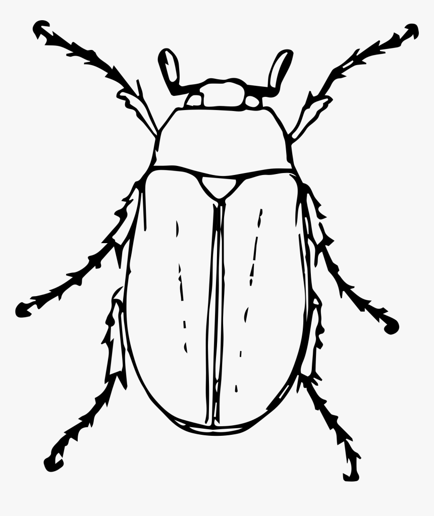 June At Getdrawings - Black And White Beetle Clipart, HD Png Download, Free Download